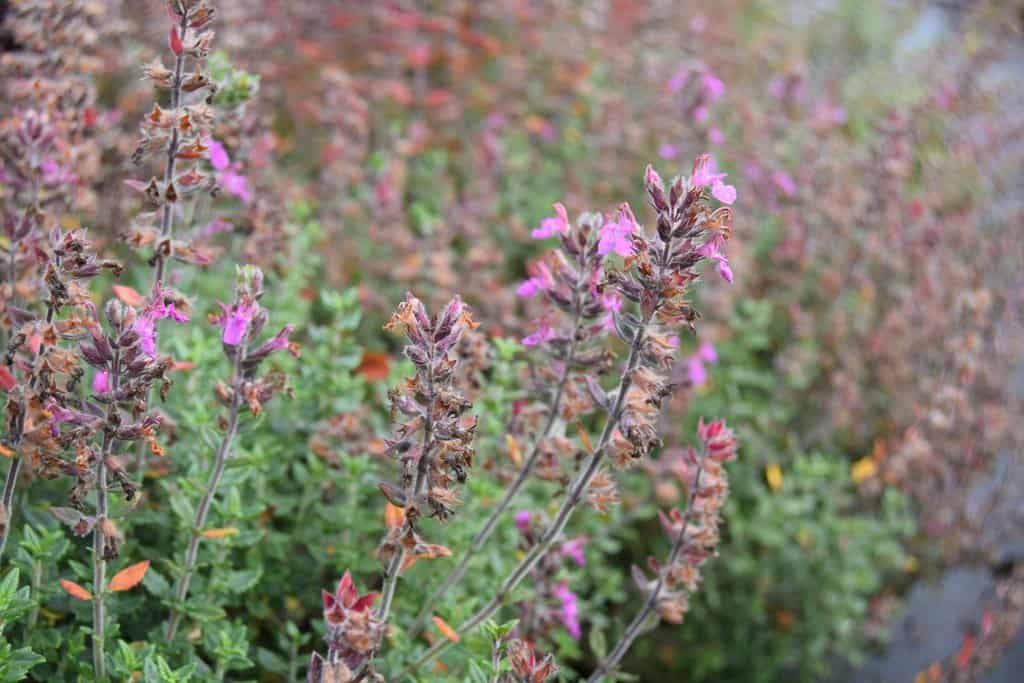 Teucrium x lucidrys ---